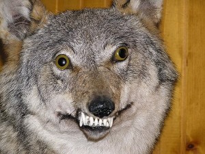Create meme: wolf meme, stuffed wolf, wolf grey