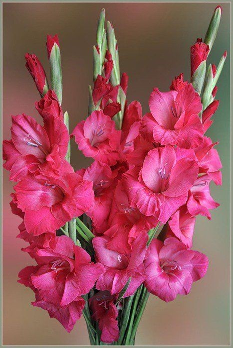 Create meme: gladiolus flower, red gladiolus, Gladiolus plum tart