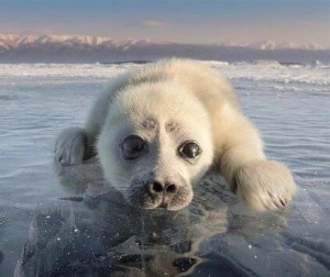 Create meme: seal, Baikal seal