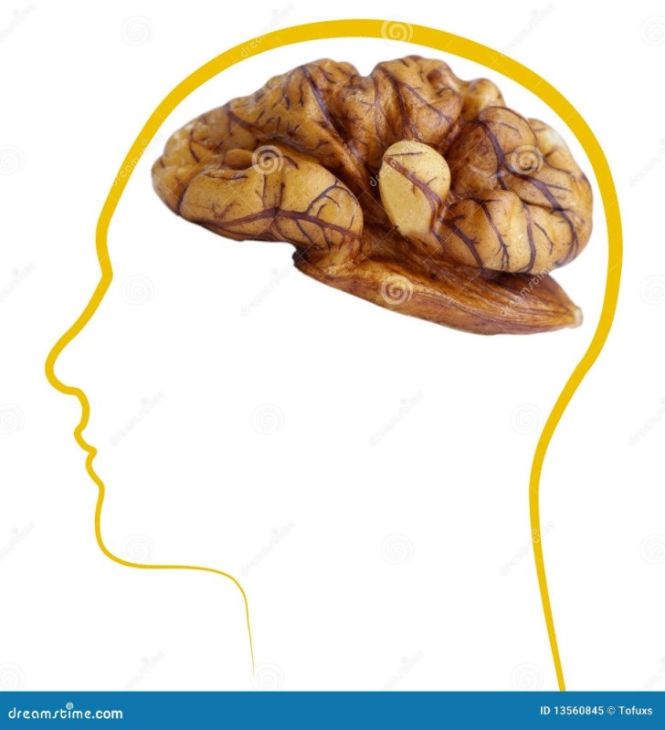 Create meme: walnut and brain, the human brain, the human brain