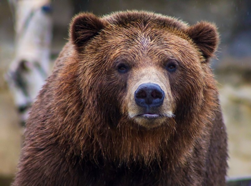 Создать мем: коричневый медведь, сибирский медведь, медведь гризли морда
