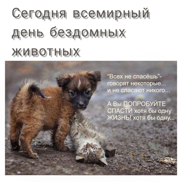 Create meme: day of homeless animals, world day of homeless animals, day of protection of homeless animals