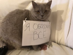 Создать мем: знаешь кот, не верь коту, кошка