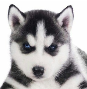 Create meme: dog husky, Siberian husky , husky puppy