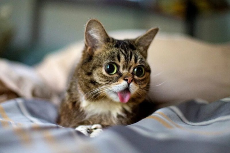 Create meme: cat funny , the surprised cat , cat 