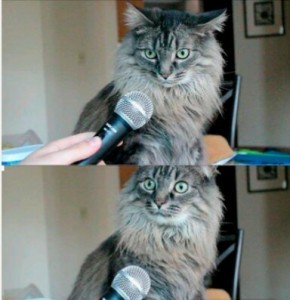 Создать мем: кошка, а вы знали что мем кот, мем кот с микрофоном