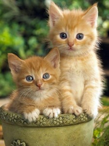Create meme: cute cats, cute kittens, ginger kitten