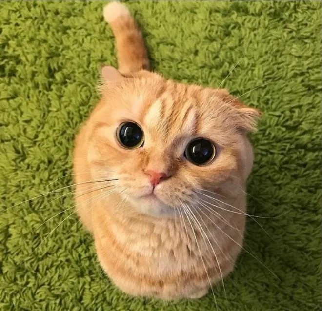 Create meme: cat Shrek eyes, cute cat , cat 