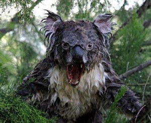 Создать мем: мокрая панда, коала эвкалипт мем, мокрая коала на парковке