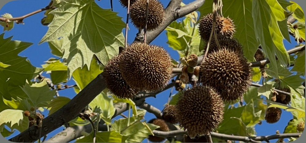 Create meme: sycamore tree, sycamore fruits, Sycamore tree fruits