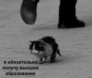 Create meme: kitty I will survive, I will survive the kitten