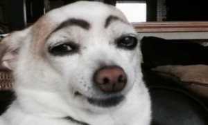 Create meme: funny, dog with eyebrows, funny dog