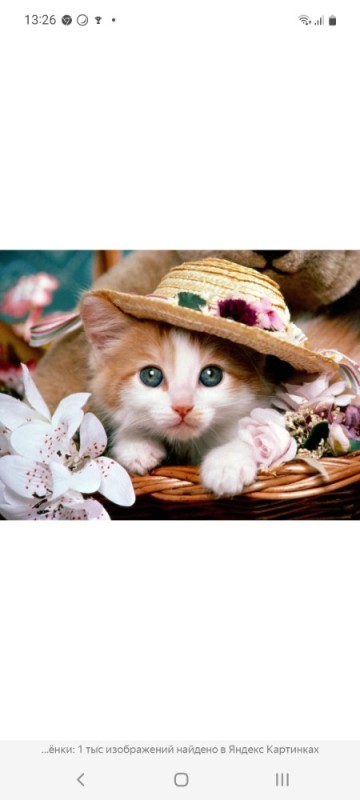 Create meme: cute kitty wallpapers, beautiful kitties , cute kitties