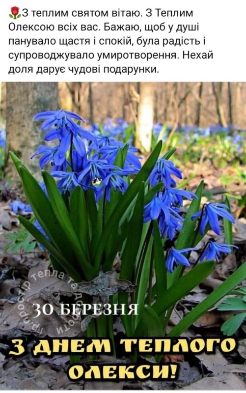 Create meme: Scilla, prolesca scylla, primroses of the woodlands