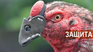 Create meme: ayam, rooster, the fighting cocks