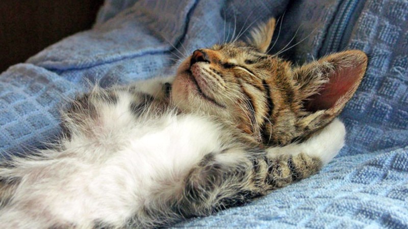 Create meme: sleeping cat , the cat is sleepy, sleeping kitten