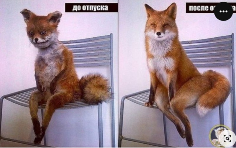 Create meme: stoned Fox , Fox meme, Fox stuffed animal 