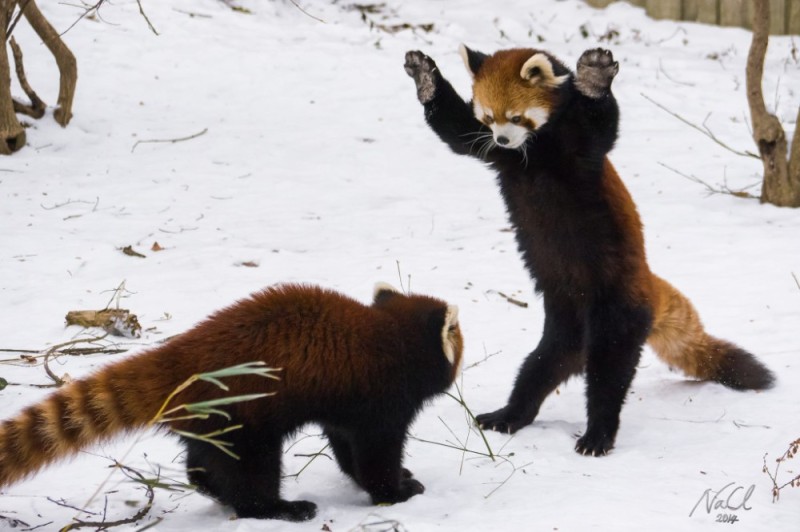 Создать мем: красная енотовидная панда, красная панда с поднятыми лапами, рыжая панда