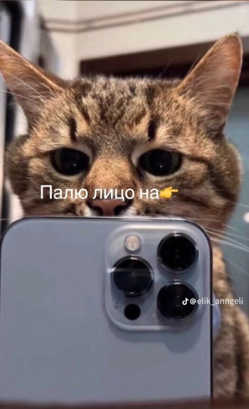 Create meme: a cat with an iPhone in the mirror, cat , cat with phone