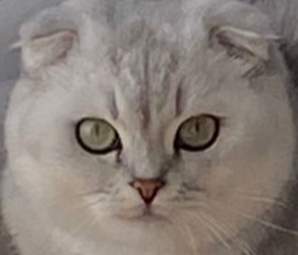 Create meme: British cat , british chinchilla cat, British chinchilla