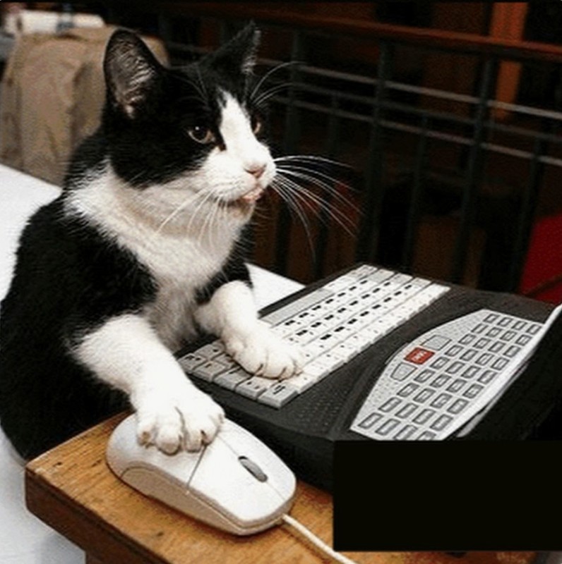 Создать мем: котик на клавиатуре, кот за компьютером, кот геймер