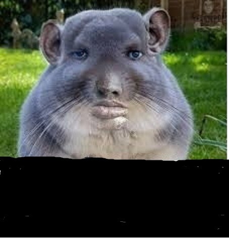 Create meme: chinchilla , australian chinchilla, chinchilla rodent