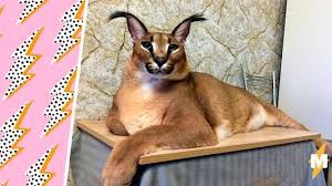 Create meme: Caracal