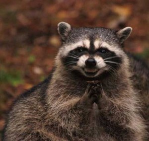 Create meme: Sly raccoon
