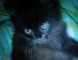 Создать мем: красивый черный кот, кошка черная, черный кот