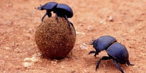 Create meme: dung, insects, beetle