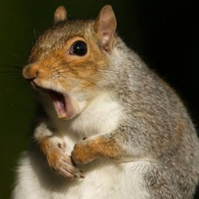 Create meme: the squirrel is funny, evil squirrel, squirrel yawns