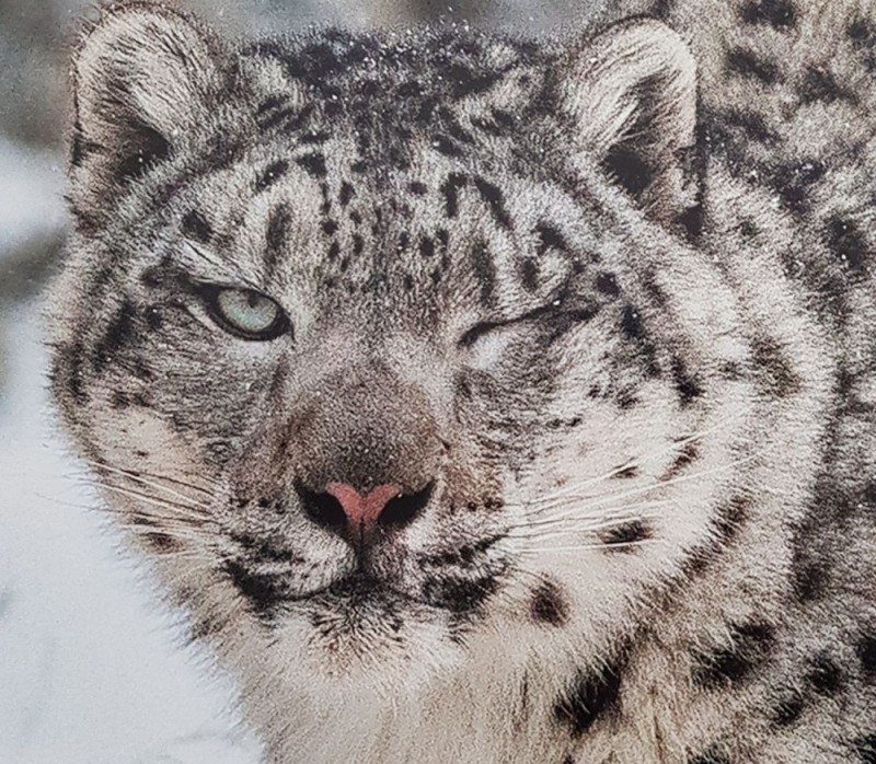 Create meme: snow leopard, IRBIS snow leopard, snow leopard