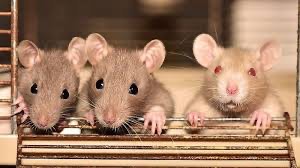 Создать мем: три крысы, мышь грызун, дамбо крыса