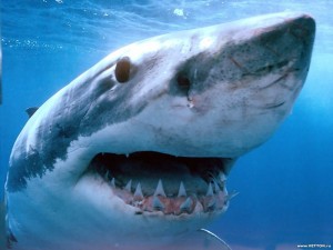 Create meme: great white shark, shark