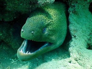 Create meme: diver, moray eel, Moray