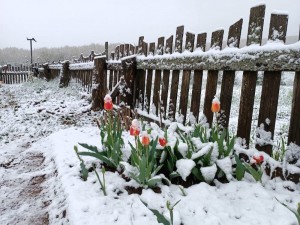 Создать мем: тюльпаны подмерзли, природа, весенний снег
