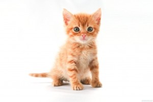 Создать мем: котенок белый фон, рыжий котик, оранжевый котенок