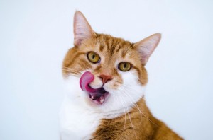 Создать мем: кошка язык трубочкой, кошка с вытянутым языком, кот