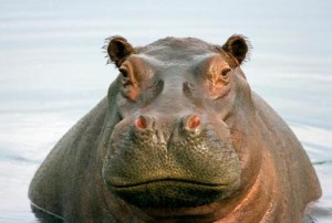 Create meme: common Hippo, Hippo, Hippo