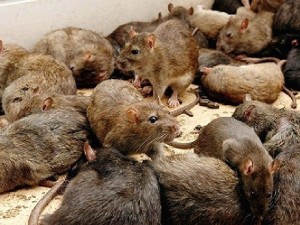 Create meme: The rat pack, rats rodent control, a bunch of rats in the basement