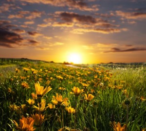 Создать мем: красивое поле с цветами, весенний рассвет, алтай солнце цветы