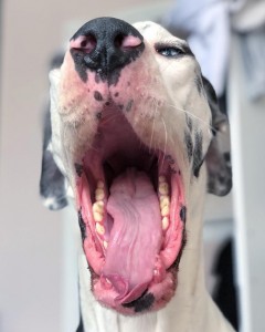 Create meme: funny faces of dogs, dog funny photo, dog dogs funny photos