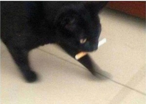 Создать мем: кот с сигой, как понять что твой кот связался с плохой, forgot me lighter
