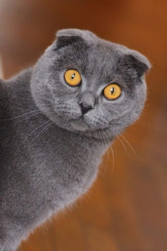 Create meme: Scottish fold , cat Scottish fold, scottish fold scottish fold