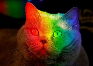 Create meme: rainbow cat