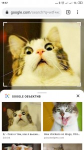 Create meme: cat meme, ofigevayu cat meme, the surprise of the cat