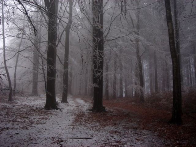 Создать мем: мрачная осень, туманный лес, туман в лесу