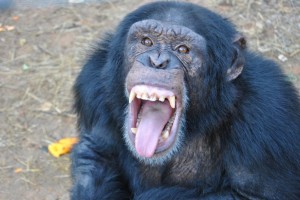 Создать мем: бонобо канзи улыбается, бонобо канзи, бонобо улыбается