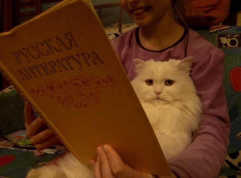 Create meme: cat with a book meme, cat scientist , the cat is reading a book