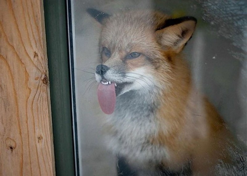 Create meme: Fox rabies, Fox, the fox licks his lips